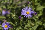 Garten-Sommer-Aster 'Sternkugel'