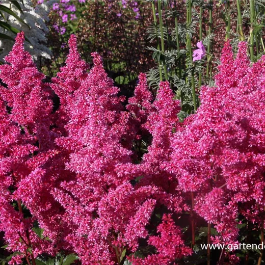 Garten-Prachtspiere 'Bonn' Garten-Prachtspiere 'Bonn'