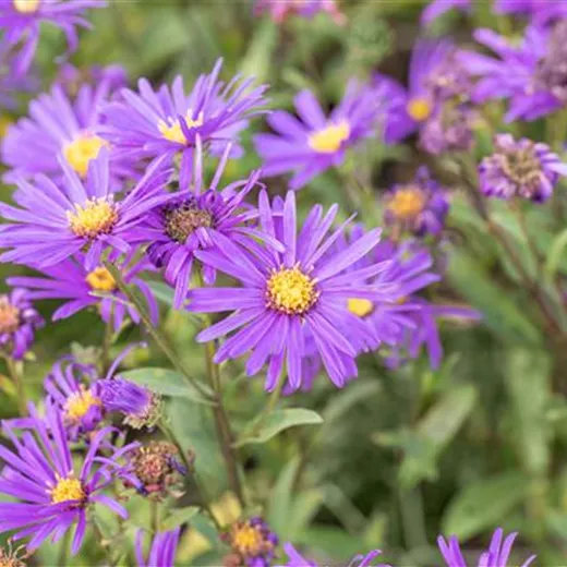 Garten-Sommer-Aster 'Veilchenkönigin' Garten-Sommer-Aster 'Veilchenkönigin'