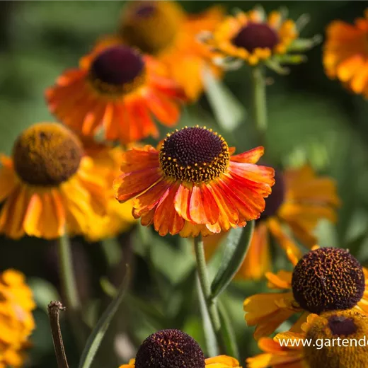 Garten-Sonnenbraut 'Short´n Sassy'® Garten-Sonnenbraut 'Short´n Sassy'®