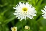 Garten-Margerite 'Wirral Supreme'