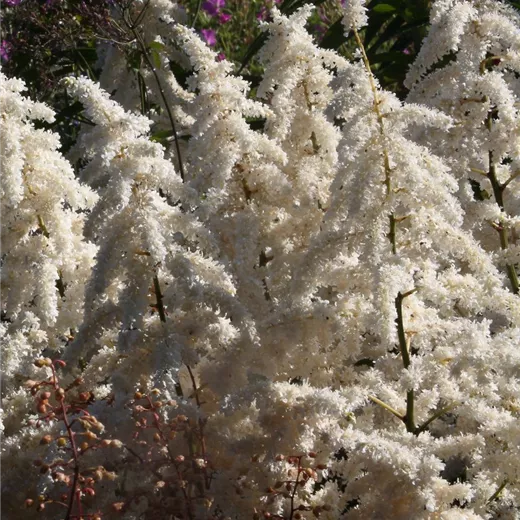 Garten-Prachtspiere 'Deutschland' Garten-Prachtspiere 'Deutschland'