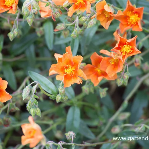 Garten-Sonnenröschen 'Bronzeteppich' Garten-Sonnenröschen 'Bronzeteppich'