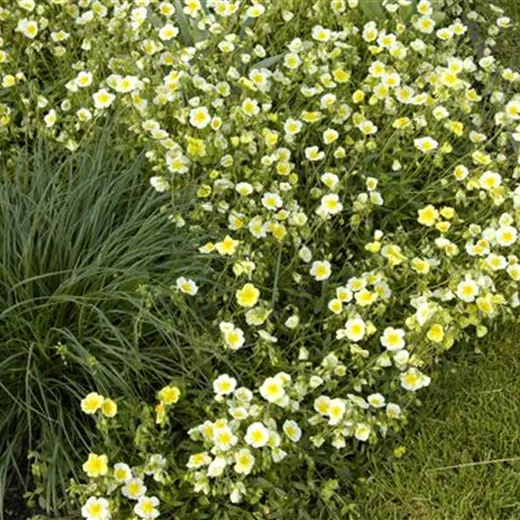 Garten-Sonnenröschen 'Elfenbeinglanz' Garten-Sonnenröschen 'Elfenbeinglanz'