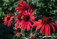 Garten-Scheinsonnenhut 'Hot Summer'®