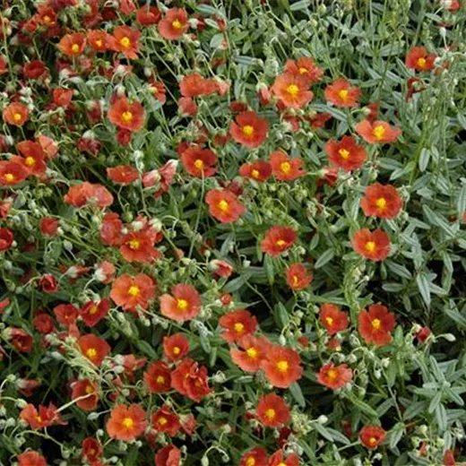 Garten-Sonnenröschen 'Henfield Brilliant' Garten-Sonnenröschen 'Henfield Brilliant'