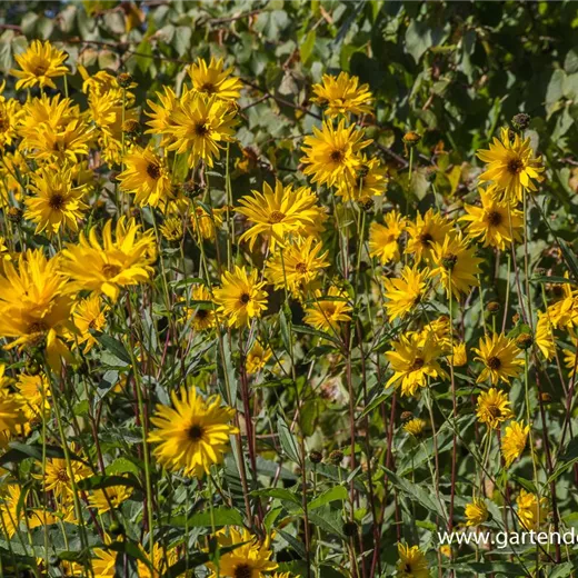 Garten-Stauden-Sonnenblume 'Monarch' Garten-Stauden-Sonnenblume 'Monarch'