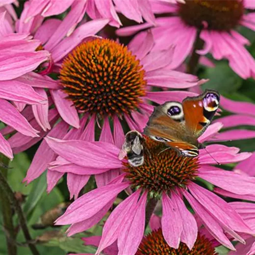 Garten-Scheinsonnenhut 'Leuchtstern'