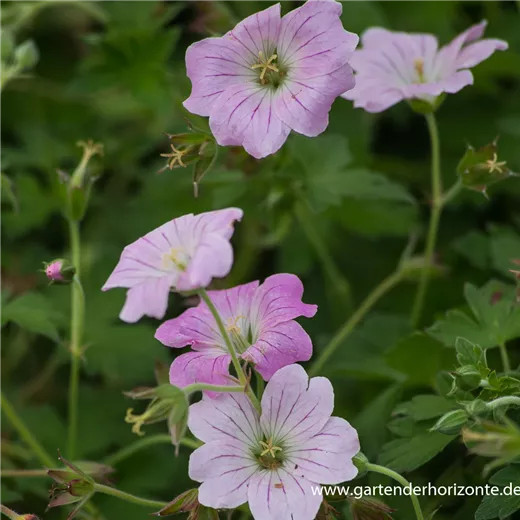 Garten-Storchschnabel