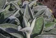 Garten-Woll-Ziest