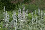 Garten-Woll-Ziest