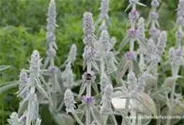Garten-Woll-Ziest