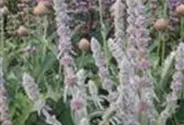 Garten-Woll-Ziest
