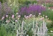 Garten-Woll-Ziest