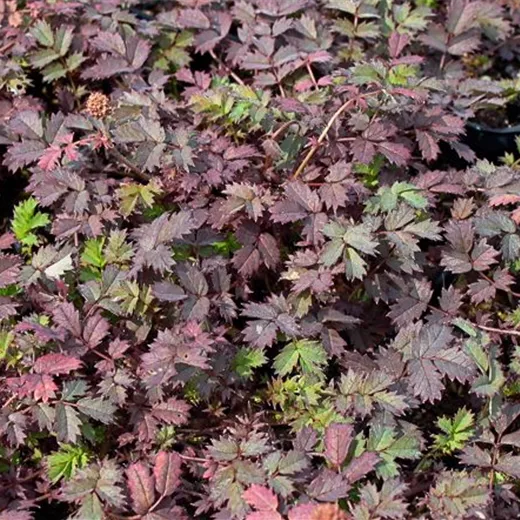 Garten-Stachelnüsschen 'Kupferteppich' Garten-Stachelnüsschen 'Kupferteppich'