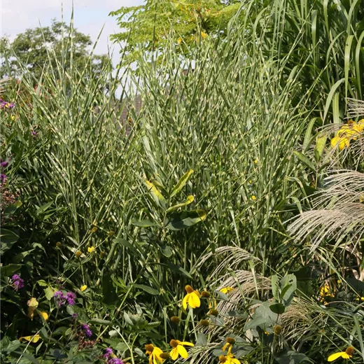 Garten-Zebraschilf Garten-Zebraschilf