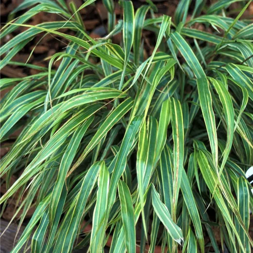 Garten-Ziergras 'Albostriata' Garten-Ziergras 'Albostriata'