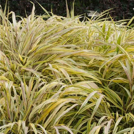 Garten-Ziergras 'Aureola' Garten-Ziergras 'Aureola'