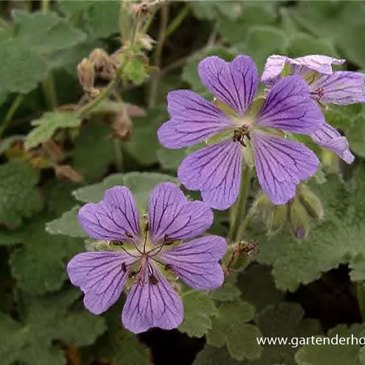 Garten-Storchschnabel 'Philippe Vapelle' Garten-Storchschnabel 'Philippe Vapelle'