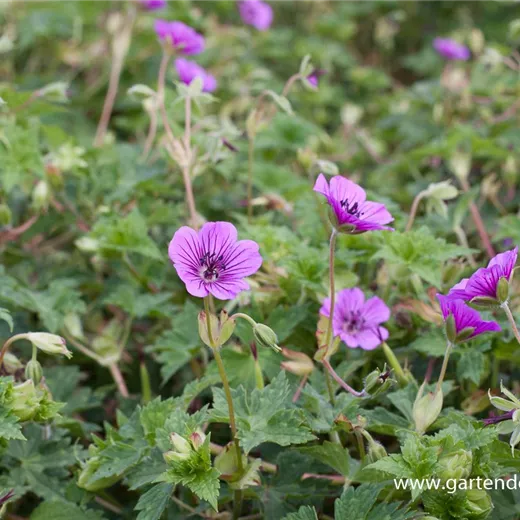 Garten-Storchschnabel 'Pink Penny'® Garten-Storchschnabel 'Pink Penny'®