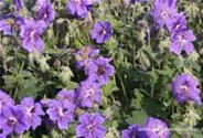 Garten-Storchschnabel 'Terre Franche'