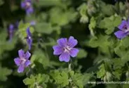 Garten-Storchschnabel 'Terre Franche'