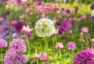 Garten-Zier-Lauch 'Mount Everest'