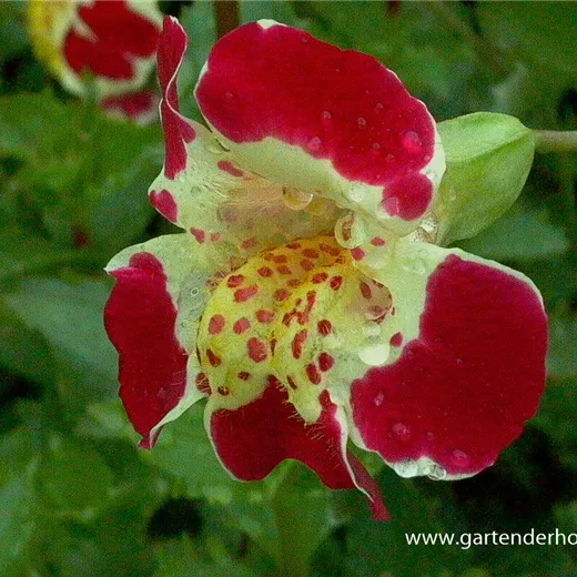 Gauklerblume Gauklerblume