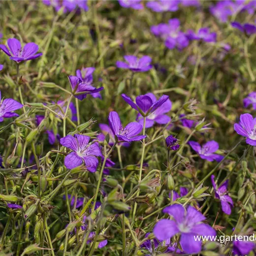 Geranium collinum 'Nimbus'