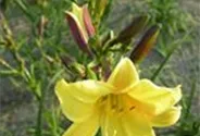 Garten-Taglilie 'Lemon Bells'