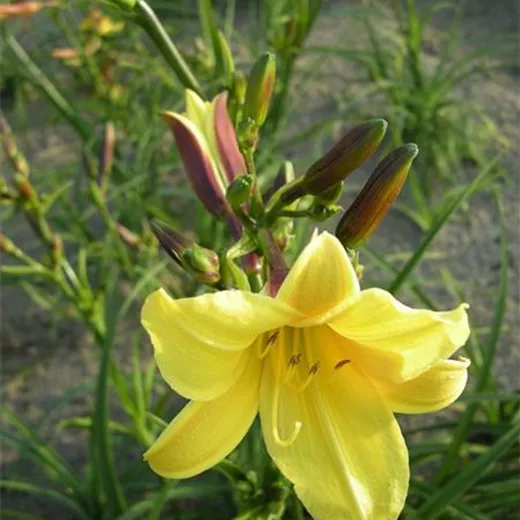 Garten-Taglilie 'Lemon Bells' Garten-Taglilie 'Lemon Bells'