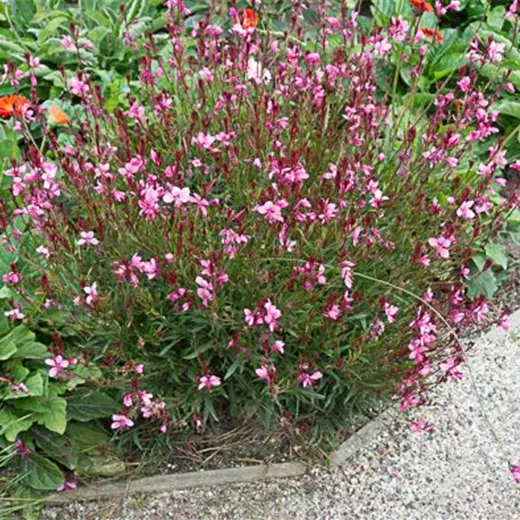 Gaura lindheimerii 'Siskiyou Pink' Gaura lindheimerii 'Siskiyou Pink'