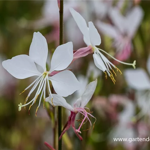Gaura lindheimerii 'Whirling Butterflies' Gaura lindheimerii 'Whirling Butterflies'