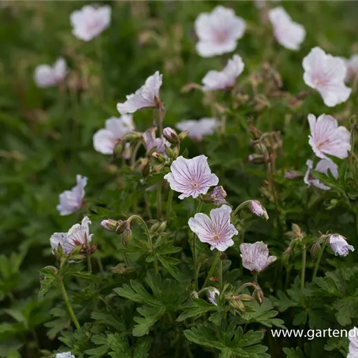 Geranium himalayense 'Derrick Cook' Geranium himalayense 'Derrick Cook'