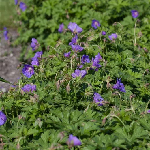 Geranium himalayense 'Gravetye' Geranium himalayense 'Gravetye'