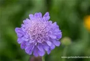 Garten-Tauben-Skabiose 'Butterfly Blue'