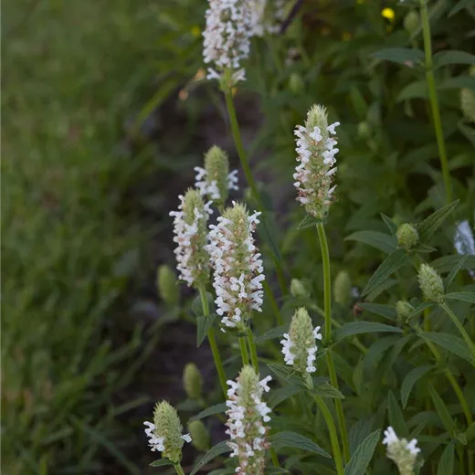 Geaderte Garten-Katzenminze 'Schneehäschen'
