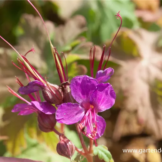 Geranium macrorrhizum 'Czakor' Geranium macrorrhizum 'Czakor'