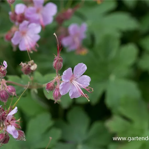 Geranium macrorrhizum 'Ingwersen' Geranium macrorrhizum 'Ingwersen'