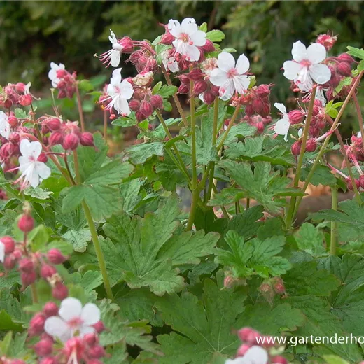 Geranium macrorrhizum 'Spessart' Geranium macrorrhizum 'Spessart'