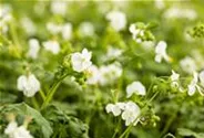 Geranium macrorrhizum 'White Ness'
