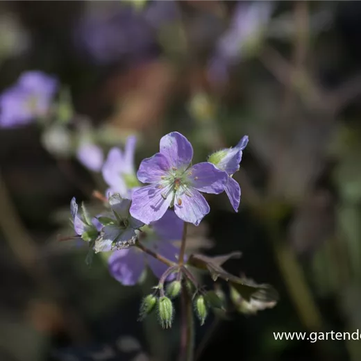Geranium maculatum 'Espresso' Geranium maculatum 'Espresso'
