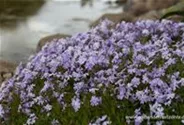 Garten-Teppich-Flammenblume