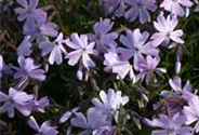 Garten-Teppich-Flammenblume