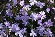Garten-Teppich-Flammenblume