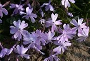 Garten-Teppich-Flammenblume