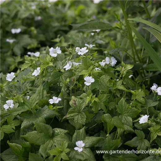 Geranium nodosum 'Silverwood' Geranium nodosum 'Silverwood'