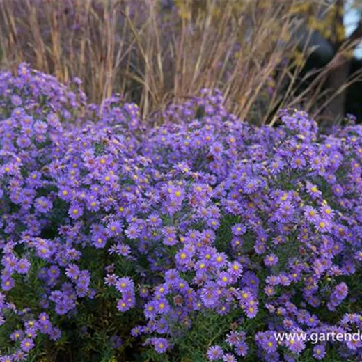 Glattblatt-Aster Glattblatt-Aster