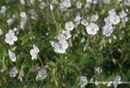 Geranium phaeum 'Album'