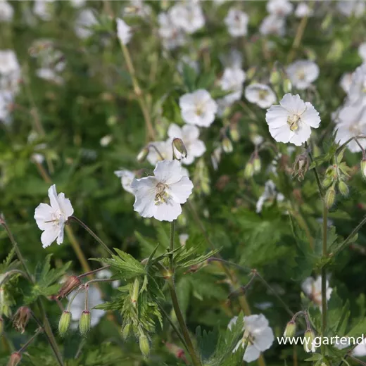 Geranium phaeum 'Album' Geranium phaeum 'Album'